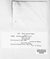 Jafnea fusicarpa image